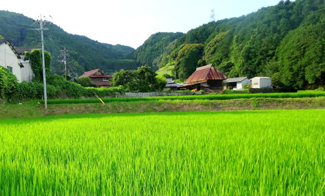 もうすぐ稲穂が、静かな山村集落
