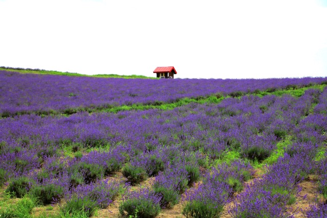 富良野ラベンダー園