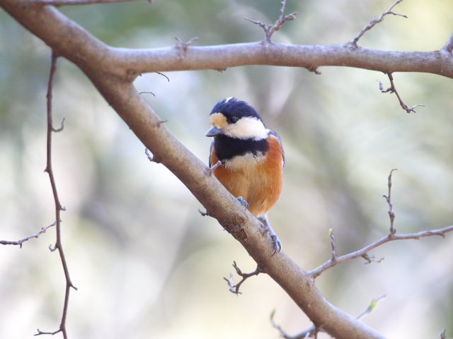 ヤマガラちゃん