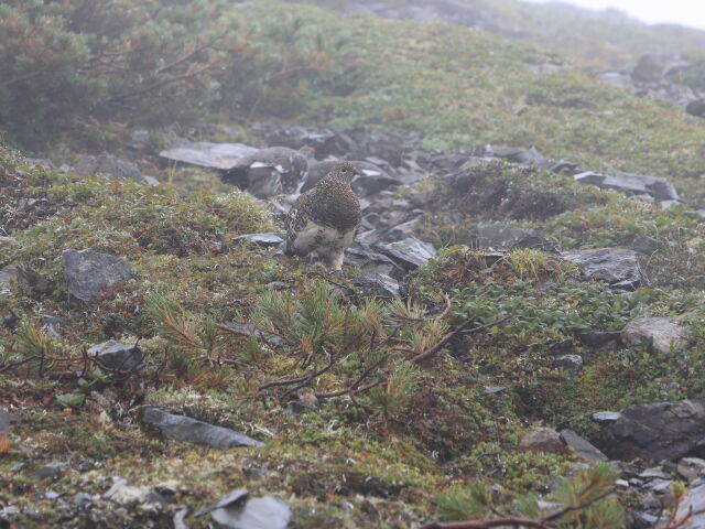 仙丈ヶ岳の雌雷鳥2