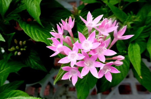 ピンクのペンタス