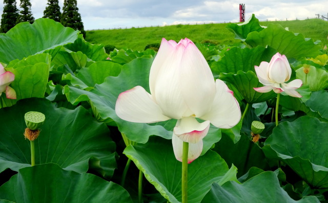 蓮池公園のハスの花