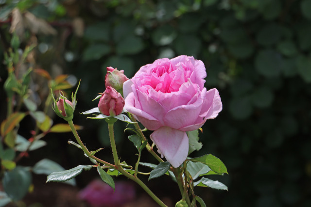 ポンパドゥール