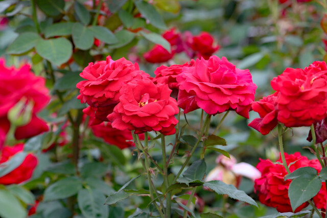 ロイヤルウィリアム