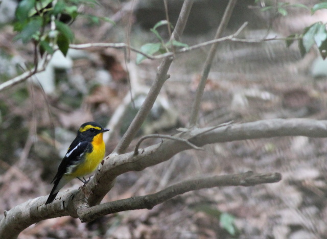 キビタキ枝どまり