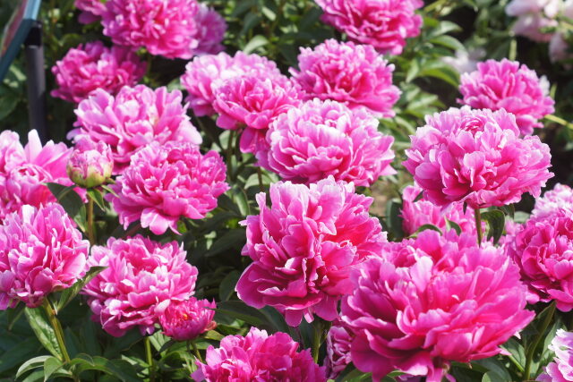 しゃくなげ セバスチャンマース