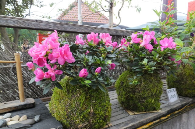 9月初旬R263の途中で