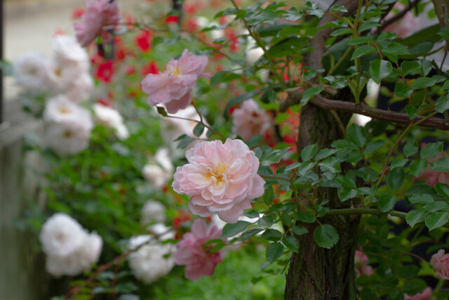 フランソワジュランビル