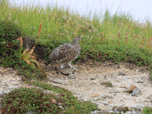 大日岳の雌雷鳥