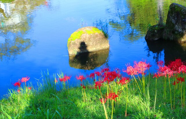 富山城の彼岸花