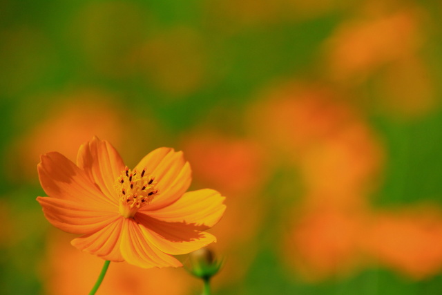 キバナコスモス