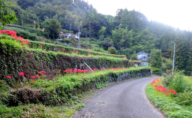 彼岸花が咲いている山村