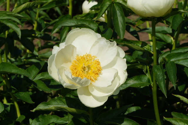 しゃくなげ プレアリームーン