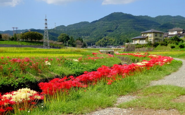 彼岸花が咲いている田舎道