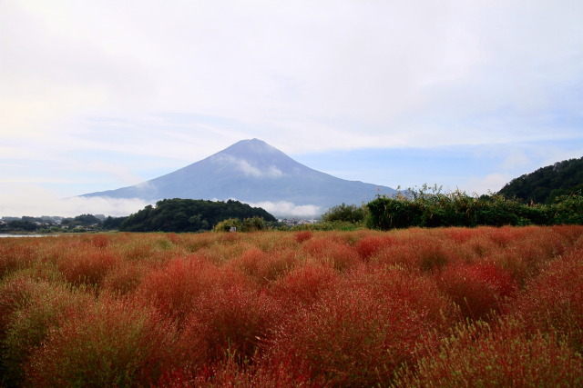 色づき始めたコキア