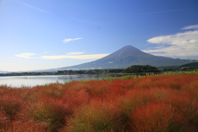 大石公園のコキア