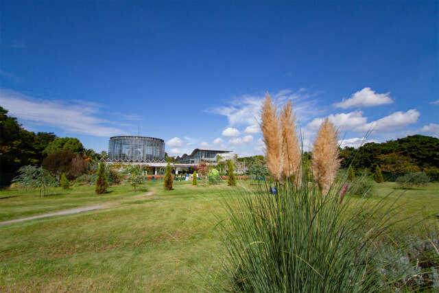 パンパスグラス