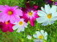 コスモス