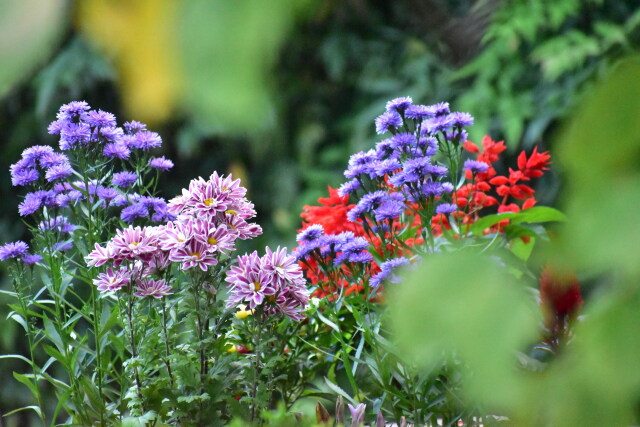 秋の花壇