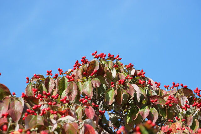 ハナミズキの実