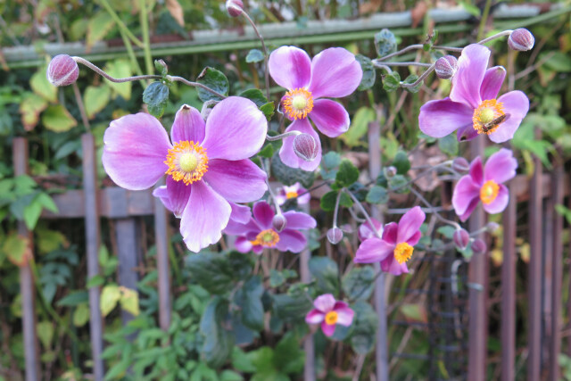 シュウメイギク