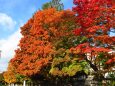 天高く燃ゆる紅葉