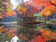 池と紅葉