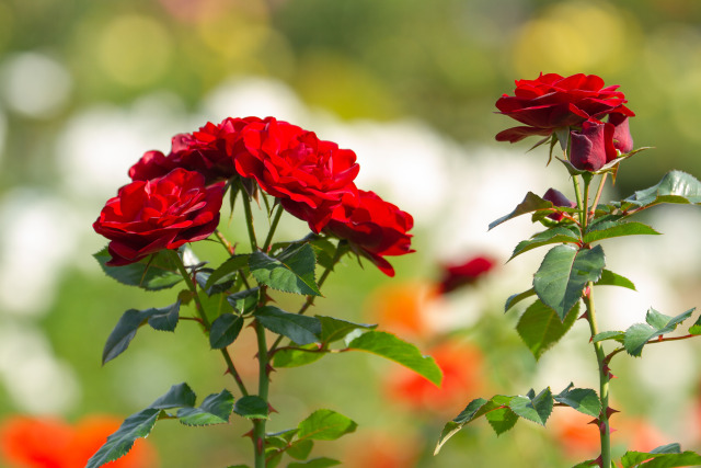 ラバーグルート