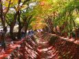 河口湖もみじ回廊