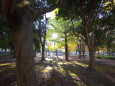 朝日の差し込む公園