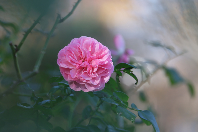 レオナルドダヴィンチ