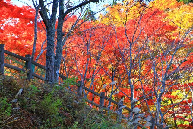 零羊崎神社 もみじの杜