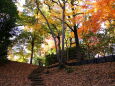 秋の散歩道