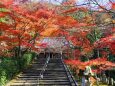 京都紅葉