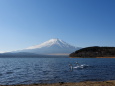 山中湖に白鳥