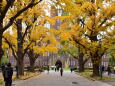東京大学銀杏並木