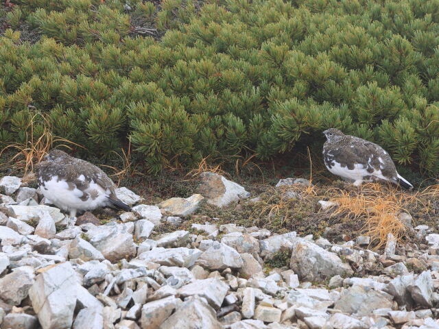 三国境の雄雷鳥6