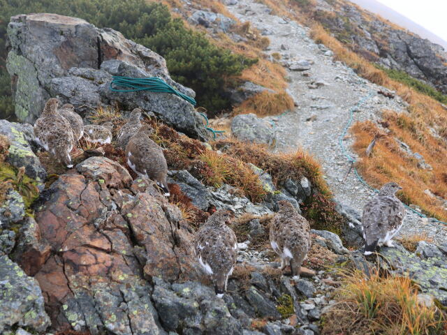 白馬岳の雷鳥達2