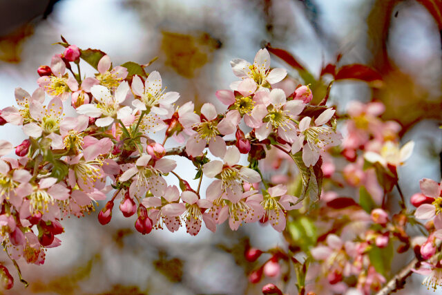 ヒマラヤザクラ