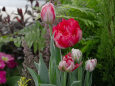 チューリップ