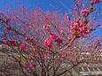 早咲きの紅梅
