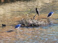 アオサギとカワウ
