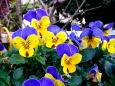 生垣のパンジー