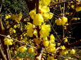蝋梅の花に新春の光