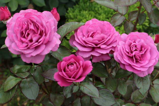 プラムパーフェクト