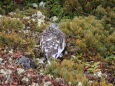 小仙丈ヶ岳の雌雷鳥