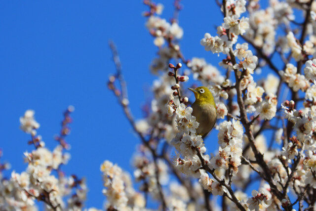 白梅とメジロ