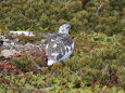 小仙丈ヶ岳の雄雷鳥4