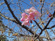咲き始めた河津桜