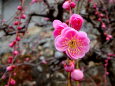 華やかにポツリと紅梅の花